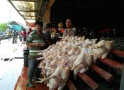 Ayam Potong di Aceh Produksi Lokal