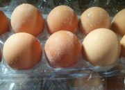 Aceh Butuh Sejuta Telur Perhari