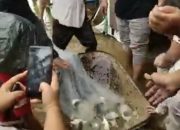 Warga Tangkap Ikan di Banjir Genangan