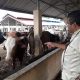 FOTO/ DOK OMBUDSMAN ACEH Tim Ombudsman Aceh melakukan investigasi langsung ke lokasi UPTD Inseminasi Buatan dan Inkubator (IBI) Dinas Peternakan Aceh pada Jumat (5/6/2020) ke Saree, Aceh Besar.