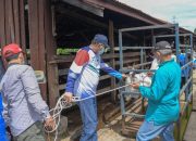 Plt Gubernur Aceh Lepaskan Sapi Karantina ke Padang Penggembalaan