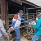FOTO/ HUMAS PEMERINTAH ACEH Plt. Gubernur Aceh, Nova Iriansyah didampingi Kadis Peternakan Aceh, Rahmandi dan Anggota DPR Aceh, Alaidin Abu Abbas, memberi keterangan usai melakukan peninjauan sekaligus melepas sapi karantina ke padang gembala di UPTD IBI Dinas Peternakan Aceh, Saree, Aceh Besar, Minggu, (7/6/2020).