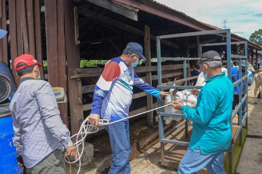 FOTO/ HUMAS PEMERINTAH ACEH Plt. Gubernur Aceh, Nova Iriansyah didampingi Kadis Peternakan Aceh, Rahmandi dan Anggota DPR Aceh, Alaidin Abu Abbas, memberi keterangan usai melakukan peninjauan sekaligus melepas sapi karantina ke padang gembala di UPTD IBI Dinas Peternakan Aceh, Saree, Aceh Besar, Minggu, (7/6/2020).