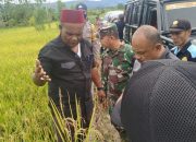 Abusyik Pantau Hasil Penyemprotan Pupuk Alam Organik di Geumpang