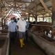 FOTO/ HUMAS PEMERINTAH ACEH Sekretaris Daerah Aceh dr. Taqwallah, M.kes didampingi Kepala Dinas Peternakan Aceh drh. Rahmandi, M.Si, meninjau kondisi sapi dan ketersediaan stok pakan di UPTD-IBI Saree, Desa Sukadamai Kecamatan Lembah Seulawah, Kabupaten Aceh Besar, Sabtu (13/6/2020).