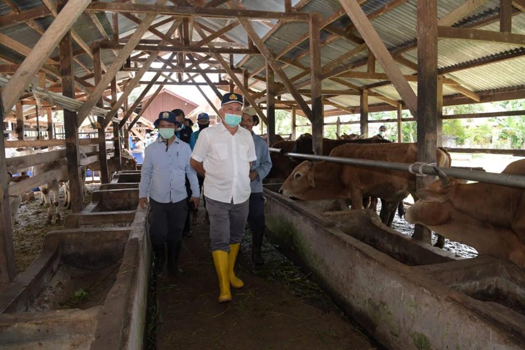 FOTO/ HUMAS PEMERINTAH ACEH Sekretaris Daerah Aceh dr. Taqwallah, M.kes didampingi Kepala Dinas Peternakan Aceh drh. Rahmandi, M.Si, meninjau kondisi sapi dan ketersediaan stok pakan di UPTD-IBI Saree, Desa Sukadamai Kecamatan Lembah Seulawah, Kabupaten Aceh Besar, Sabtu (13/6/2020).