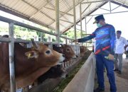 Plt Gubernur Aceh Tinjau Peternakan Sapi di BPTU-HPT Indrapuri