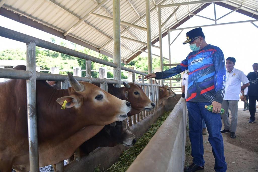 FOTO/ HUMAS PEMERINTAH ACEH Plt Gubernur Aceh Nova Iriansyah, bersama Wakil Ketua DPRA Dalimi, Kepala Dinas Peternakan Aceh Rahmandi dan Kepala Biro Humas dan Protokol Setda Aceh, Muhammad Iswanto, meninjau peternakan sapi di (BPTU-HPT) Direktorat Jenderal Peternakan dan Kesehatan Hewan Kementerian Pertanian RI, di Indrapuri, Minggu (14/6/2020).