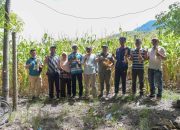 Petani Jagung Desa Teuladan, Jatuh Bangun dan Bangkit Berkat Bantuan Pemerintah
