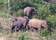 Kawanan Gajah Liar Terjebak di Area Perkebunan di Aceh Utara
