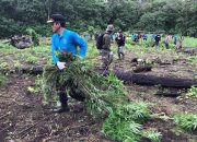 BNN Musnahkan 30 Ribu Batang Tanaman Ganja di Aceh Besar