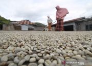 Kopi Gayo Terus Menumpuk di Gudang Akibat Sepinya Permintaan Ekspor