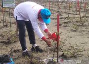 KLHK : Kerusakan Hutan Bakau di Indonesia Capai 18 Persen