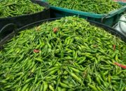 Di Tengah Pandemi Covid -19, Cabai Rawit 55 Ribu/Kg