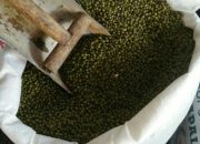Kacang Hijau Naik