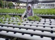 Peran Bioteknologi dalam Genjot Produksi Pangan