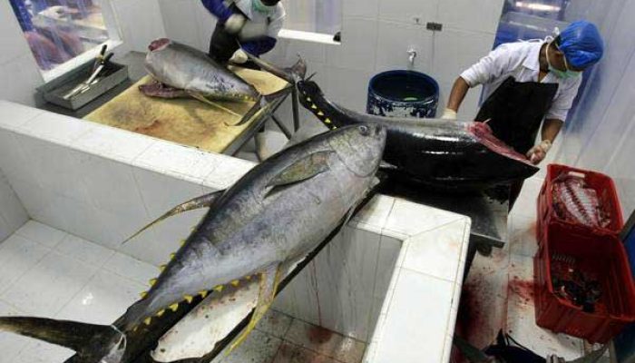 Aceh Ekspor Dua Ton Tuna Beku ke Jepang