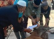 Bupati Shabela Ikut Berkurban Seekor Lembu