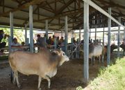 Aceh Besar Sediakan 7.969 Hewan Kurban Untuk Idul Adha 1442 Hijriah