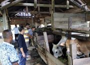 Dinas Pertanian Bina Empat Kelompok Peternak di Aceh Jaya