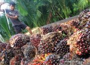 Ribuan Hektare Kebun Sawit di Aceh Utara Tidak Produktif