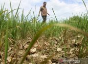 Luas Lahan Sawah di Aceh Berkurang Mencapai 80.485 Ha