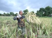 Aceh Optimis Produksi Padi Pada 2021 Mencapai Target