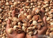 Produksi Pinang di Aceh Utara Capai 4.804 Ton