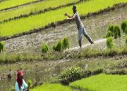 Jasindo Sediakan Kuota Asuransi Untuk 5.000 Petani Padi di Aceh