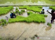 Aceh Targetkan Produksi 18 Ton Benih Padi Selama 2021