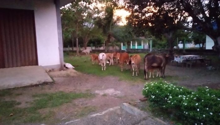 Satpol PP dan WH Aceh Besar Kembali Amankan 15 Ekor Sapi di Kota Jantho