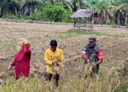 Aktif Berikan Pendampingan, Babinsa Koramil Rantau Peureulak Ikut Memanen Padi Bersama Kelompok Tani Cipuga 