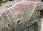 Petugas Rutan Sigli Gagalkan Penyelundupan 3 Paket Ganja Kedalam Rutan
