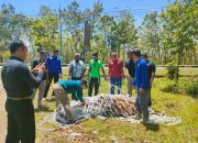 Satpol PP Aceh Besar Kembali Amankan Ternak