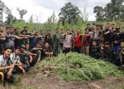 BNNK  Bersama Polres dan Kodim 0113 Galus, Musnahkan Ladang Ganja Di Kecamatan Pining