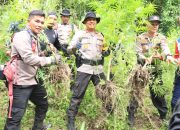 Polres Pidie Musnahkan Dua Hektar Ladang Ganja dan Amankan Pemilik