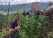 Polres Pidie Kembali Temukan Tiga Hektar Ladang Ganja