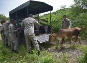 Satpol PP dan WH Aceh Besar Amankan 5 Ekor Sapi Berkeliaran