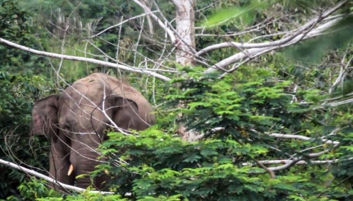 Kawanan Gajah Rusak Kebun Warga di Aceh Timur
