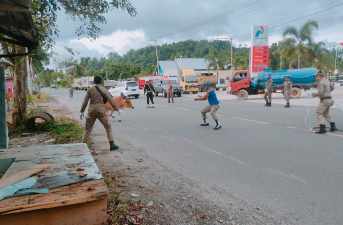 Sejak Penertiban, Satpol PP dan WH Aceh Jaya Tangkap 27 Ternak