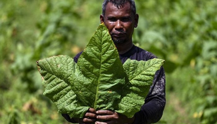 Cukai Rokok Naik Lagi, Negara Dinilai Tak Peduli Nasib Petani Tembakau
