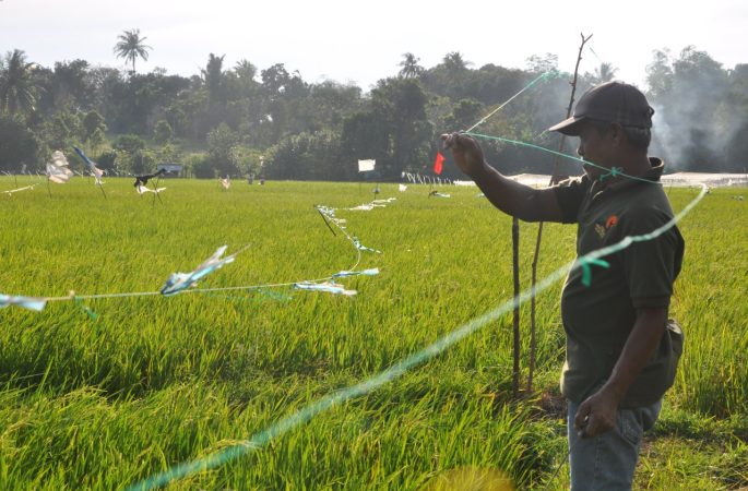 30 Hari Menjelang Panen, Petani Lhoknga Dihantui Kekhawatiran