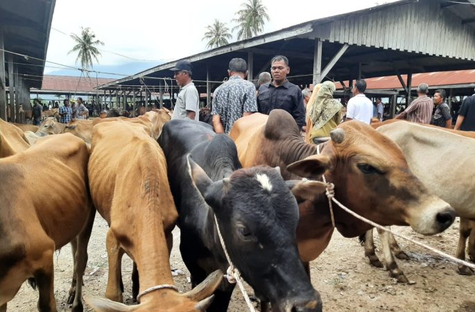 Setelah Wabah PMK, Jual Beli Hewan Ternak Pasar Sibreh Sepi