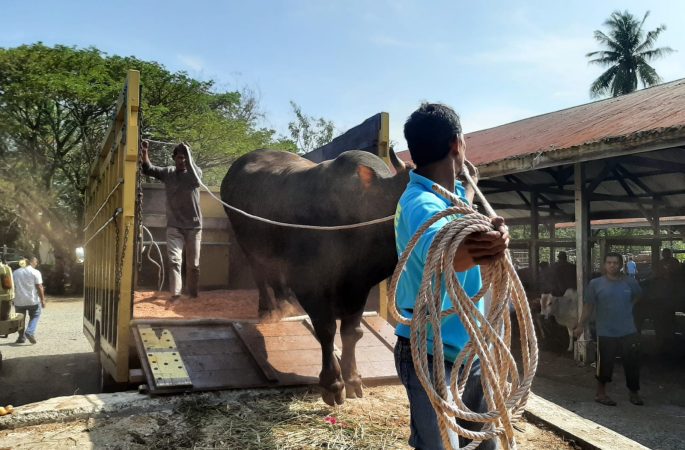 Dua Pekan Jelang Meugang, Transaksi Jual Beli Sapi di Pasar Hewan Sibreh Menurun