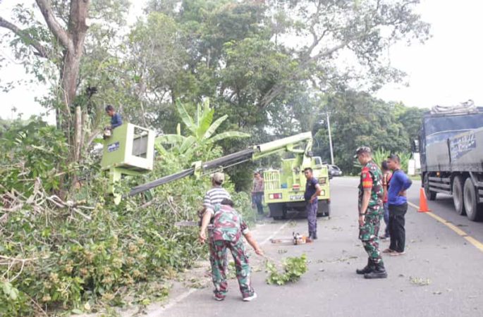 Gerak Cepat Instruksi Pj Bupati, DLH Aceh Besar Lakukan Pembersihan Pohon di Bahu Jalan Nasional