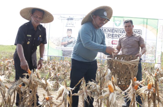 Pj Bupati Diwakili Sekda Aceh Besar Ikut Panen Jagung Perdana Program I’M Jagong Kodam Iskandar Muda