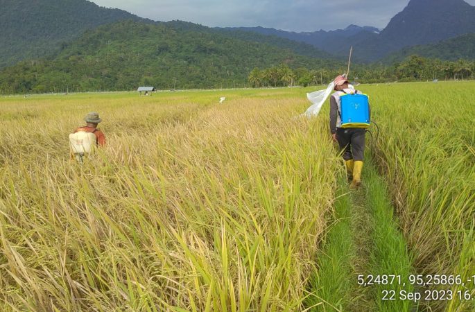 Pemkab Aceh Besar Lakukan Berbagai Upaya Atasi Hama Wereng
