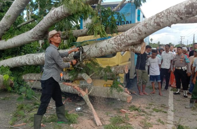 Mobil Box Tertimpa Pohon, Polisi Bantu Evakuasi Ketertiban Jalan