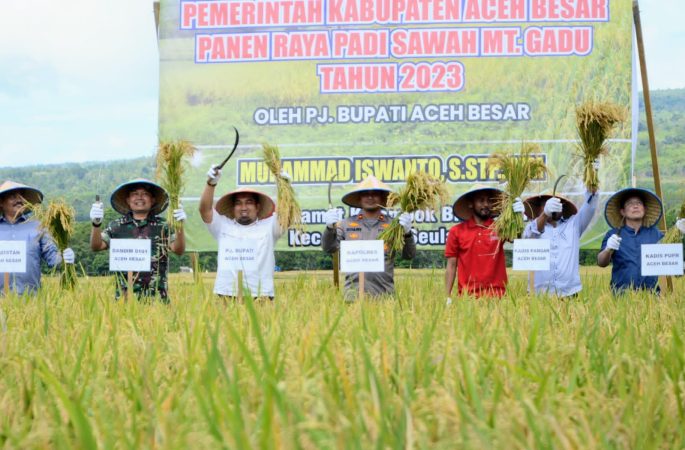 Pj Bupati Aceh Besar Panen Raya Padi MT Gadu di Lamtamot