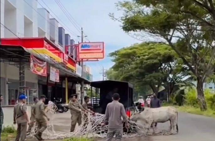 Satpol PP dan WH Aceh Besar Amankan Kawanan Sapi di Jalan Rel Kereta Api Lama Lambaro